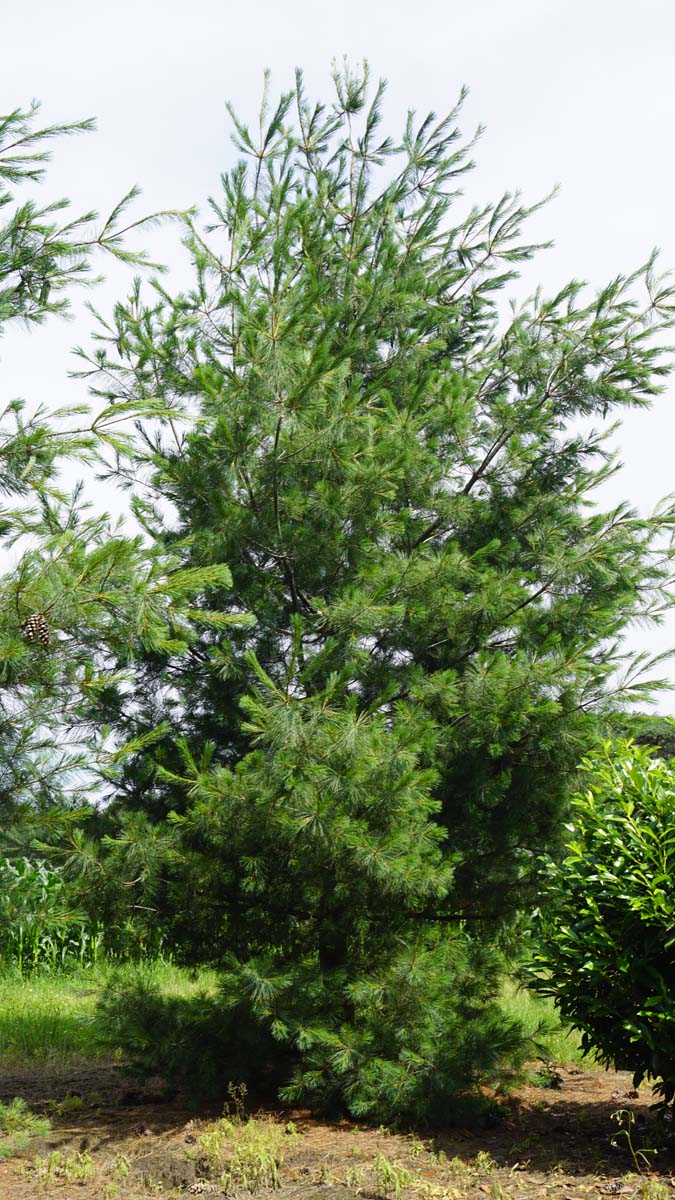 Pinus strobus solitair solitair