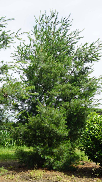 Pinus strobus solitair solitair