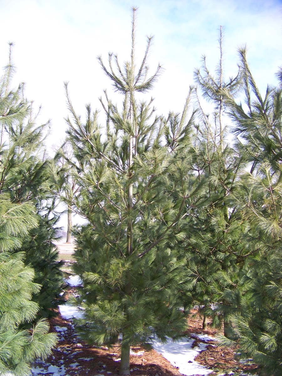 Pinus strobus solitair solitair