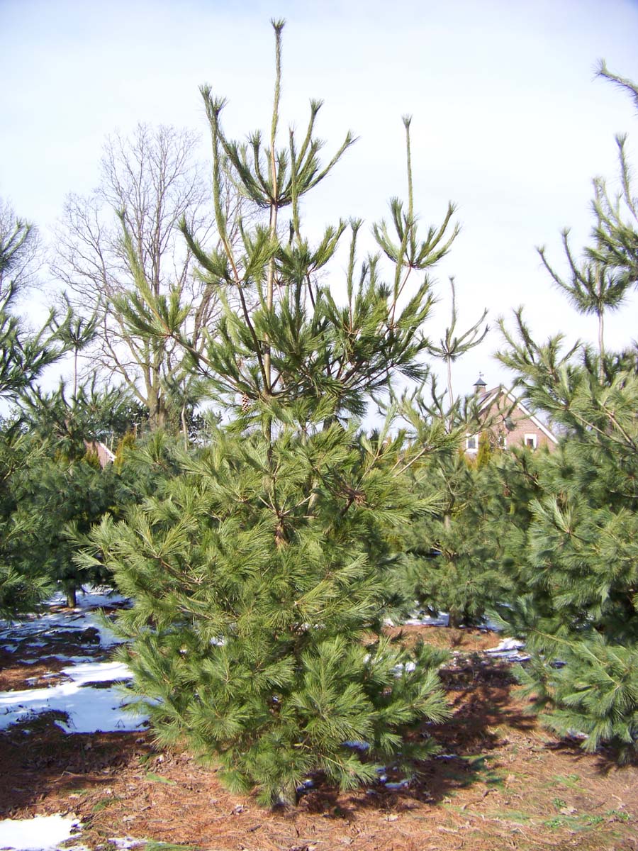 Pinus strobus solitair solitair