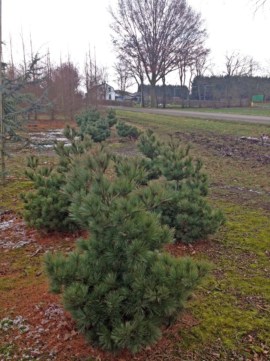 Pinus strobus 'Radiata' solitair