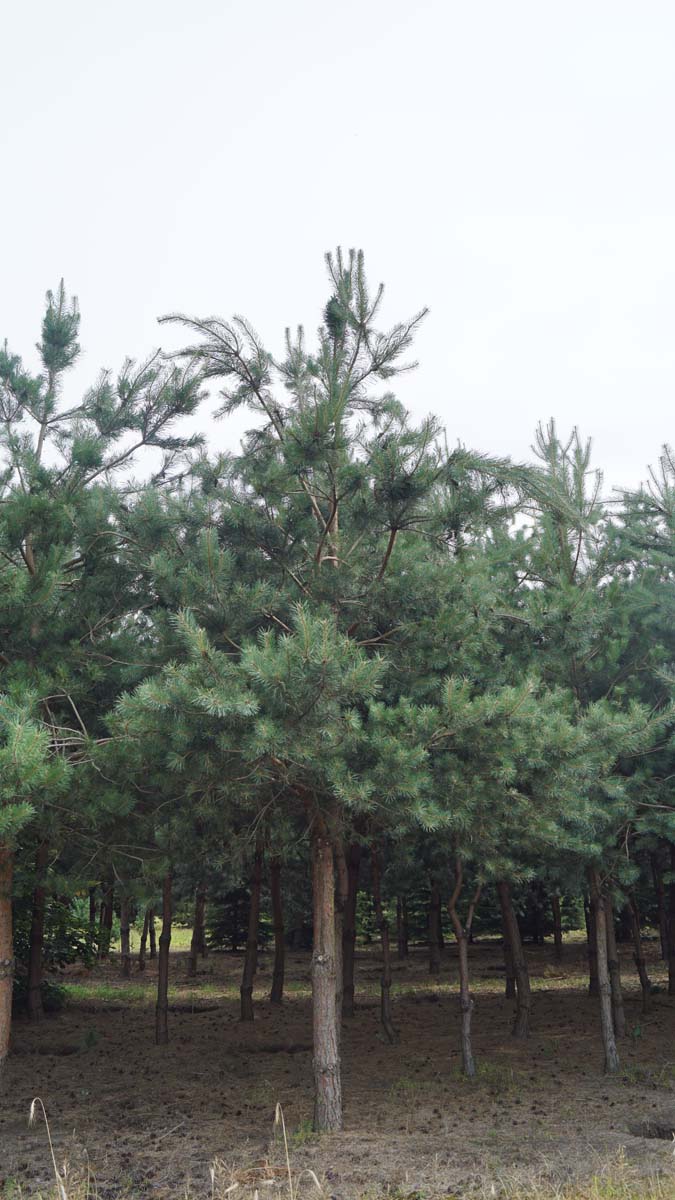 Pinus sylvestris op stam op stam