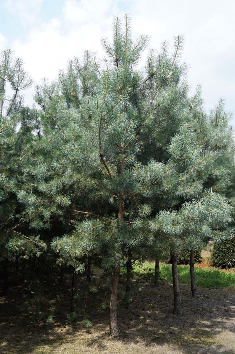 Pinus sylvestris op stam op stam