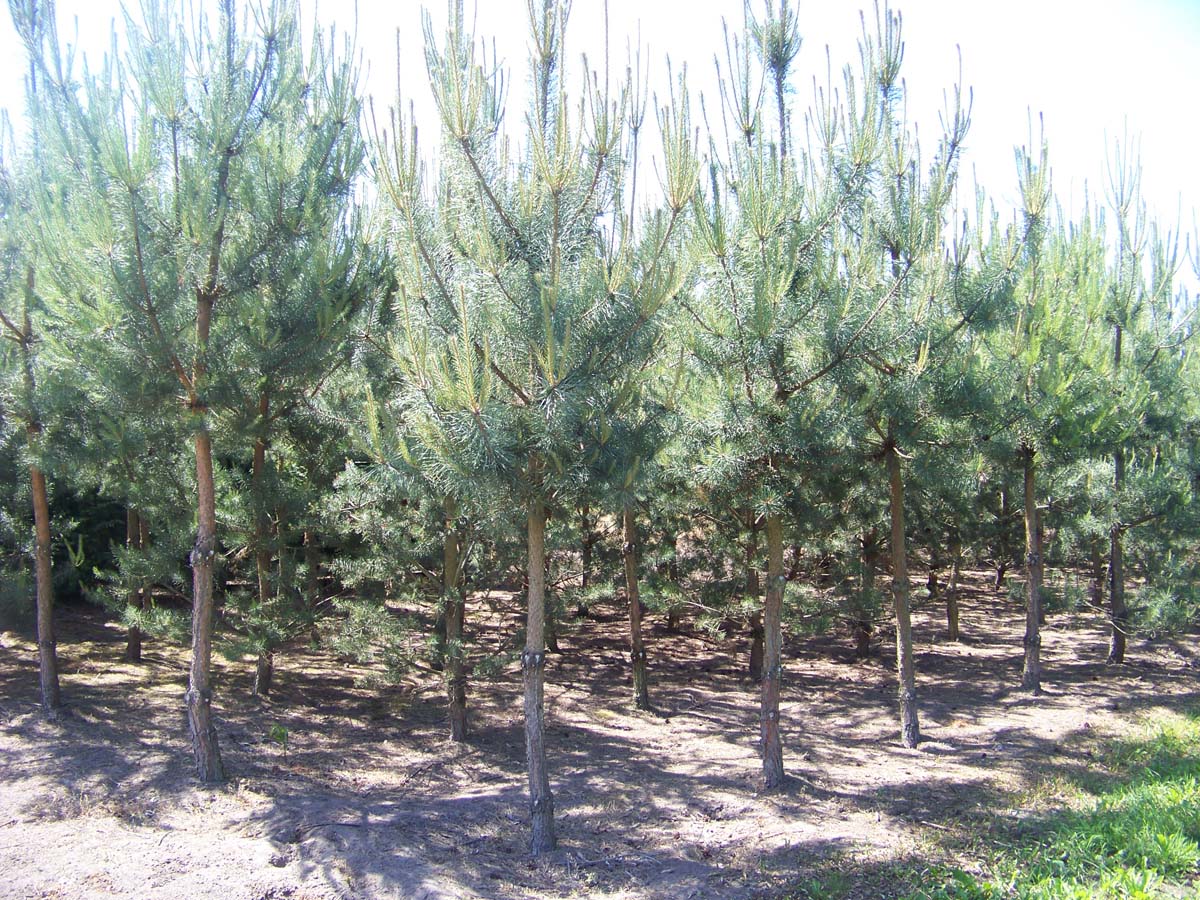 Pinus sylvestris op stam op stam