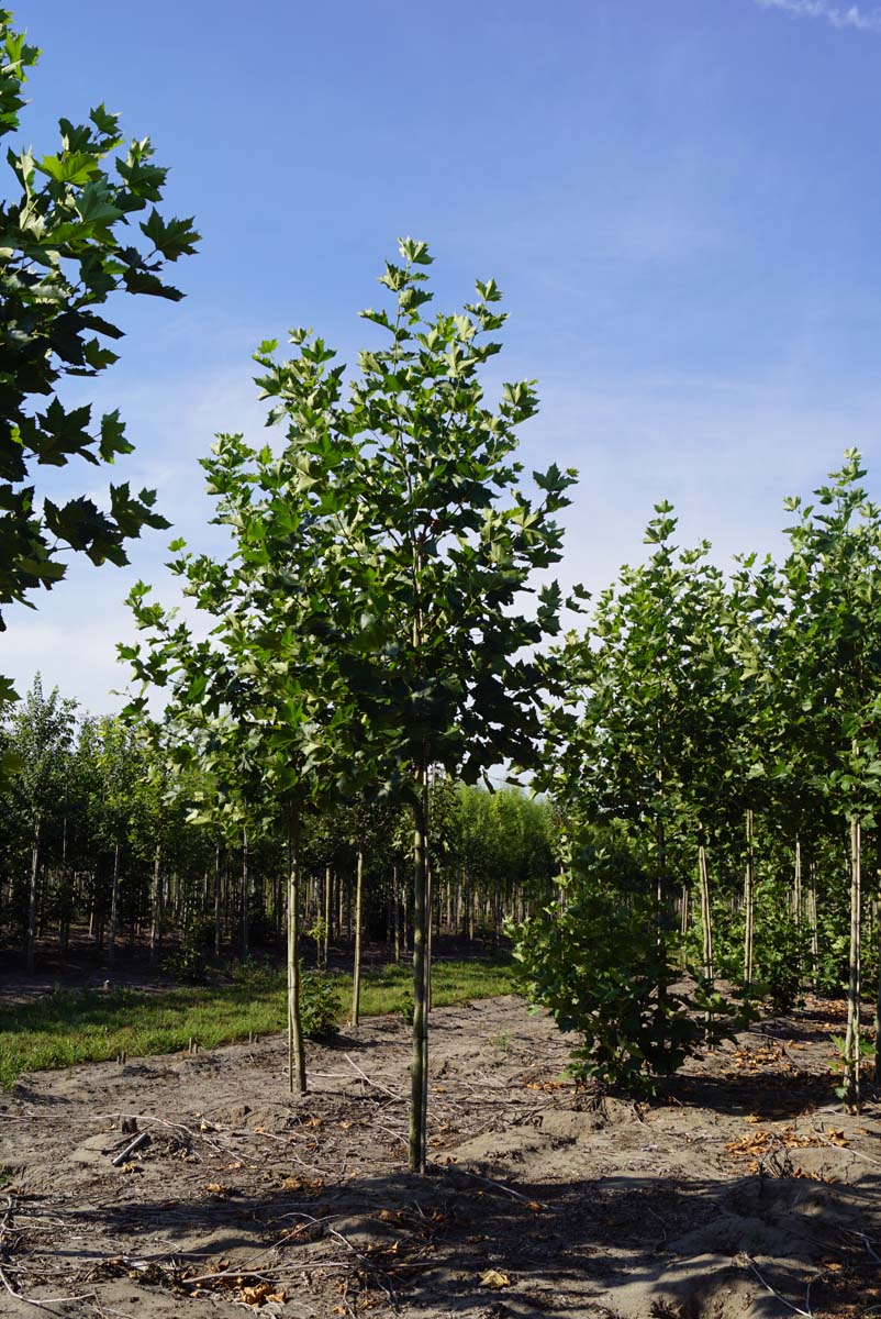 Platanus hispanica 'Pyramidalis' op stam