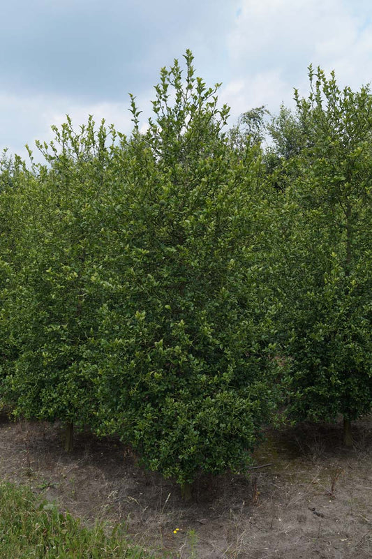 Citrus trifoliata meerstammig / struik struik