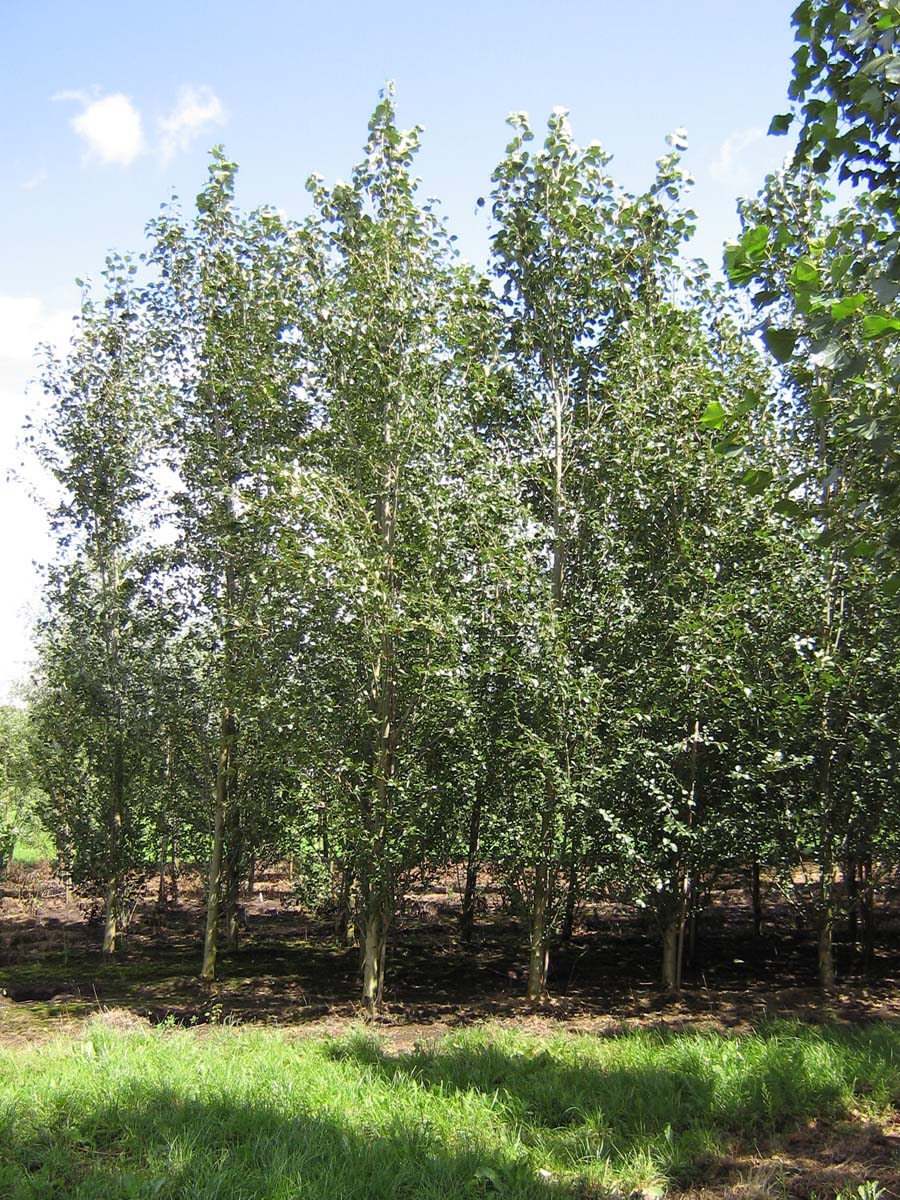 Populus simonii 'Fastigiata' solitair