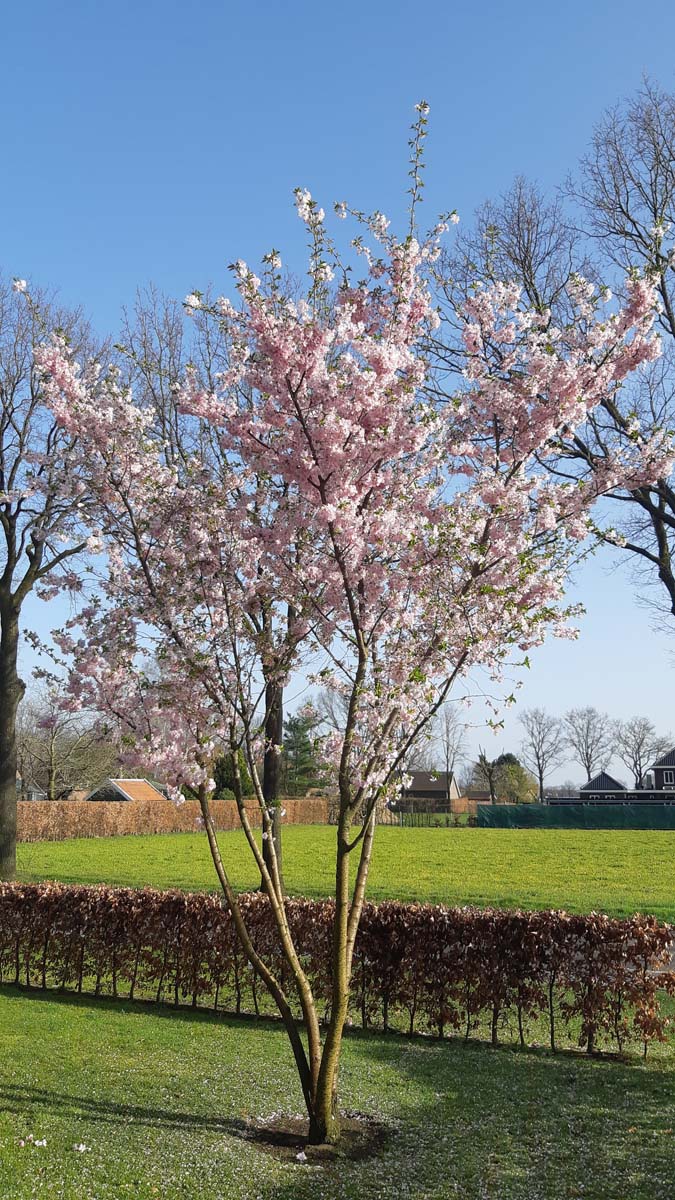 Prunus 'Accolade' meerstammig / struik meerstammig