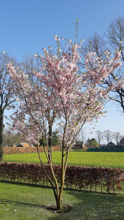 Prunus 'Accolade' meerstammig / struik meerstammig