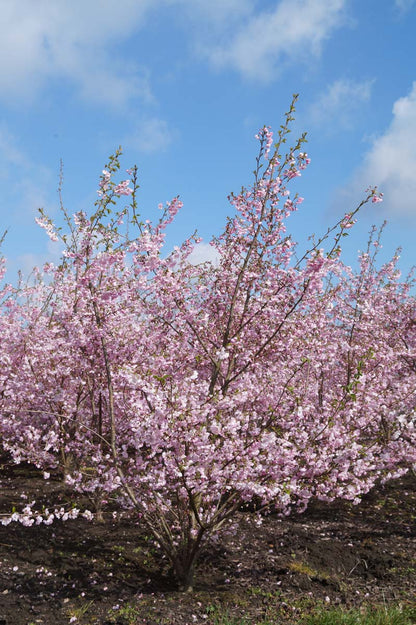 Prunus 'Accolade' meerstammig / struik meerstammig