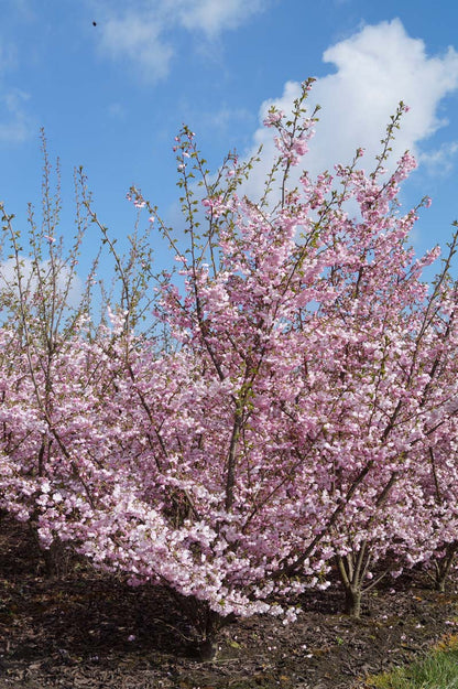 Prunus 'Accolade' meerstammig / struik meerstammig