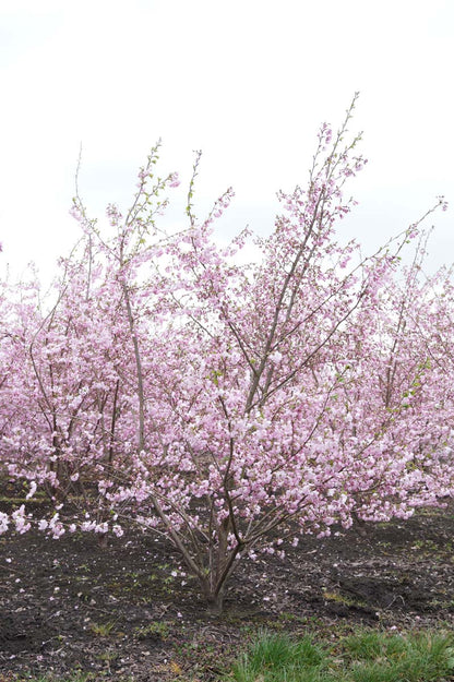 Prunus 'Accolade' meerstammig / struik meerstammig