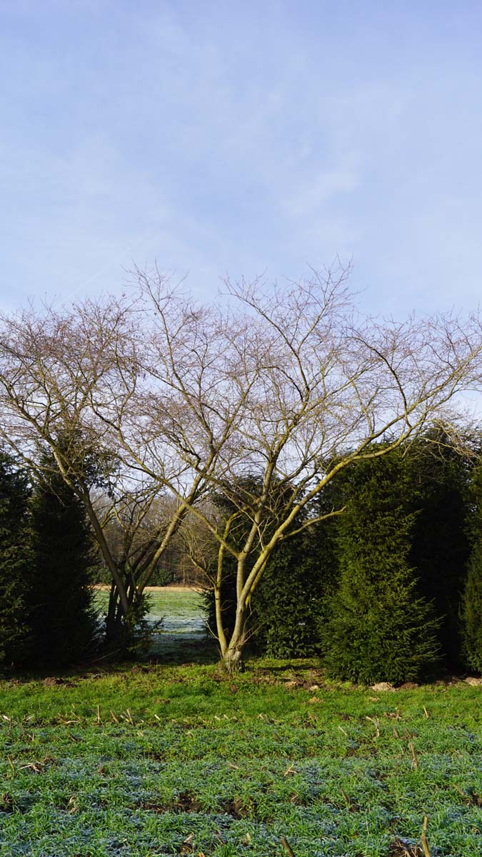 Prunus 'Accolade' meerstammig / struik meerstammig