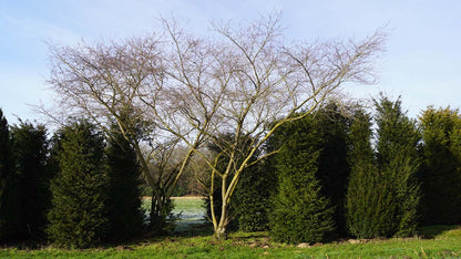 Prunus 'Accolade' meerstammig / struik meerstammig