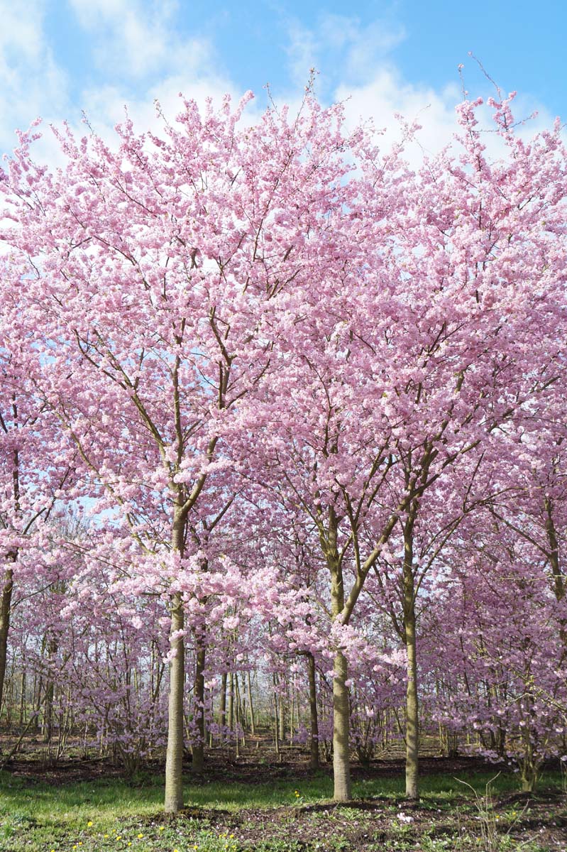 Prunus 'Accolade' op stam op stam