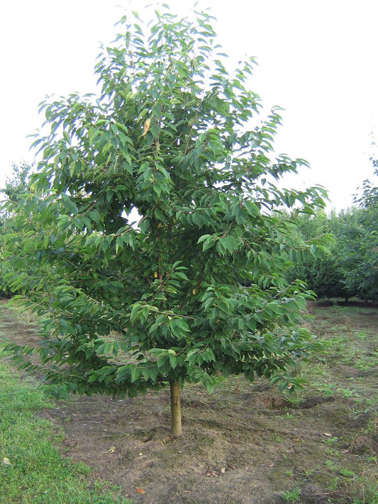 Prunus avium op stam op stam