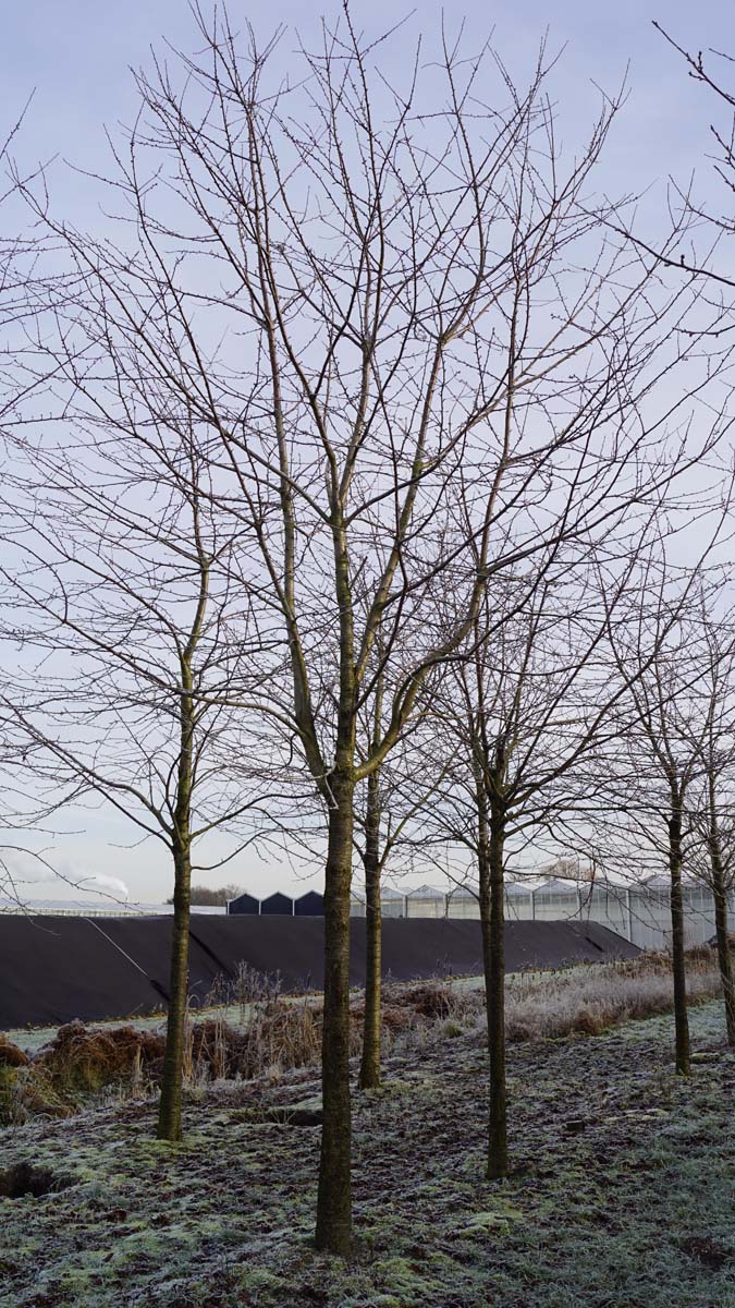 Prunus avium op stam op stam