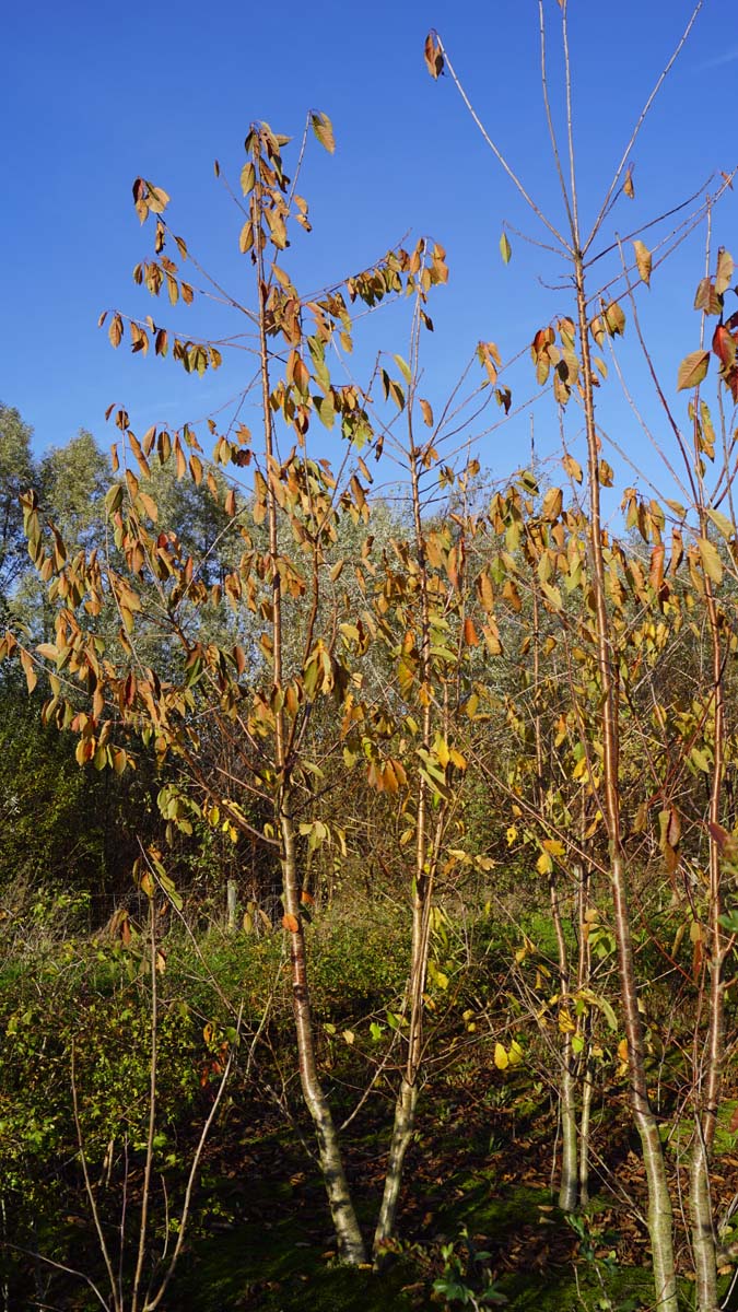 Prunus avium meerstammig / struik meerstammig