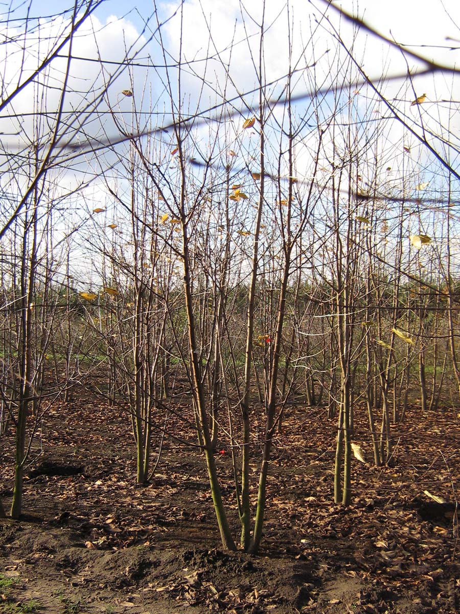 Prunus avium meerstammig / struik meerstammig