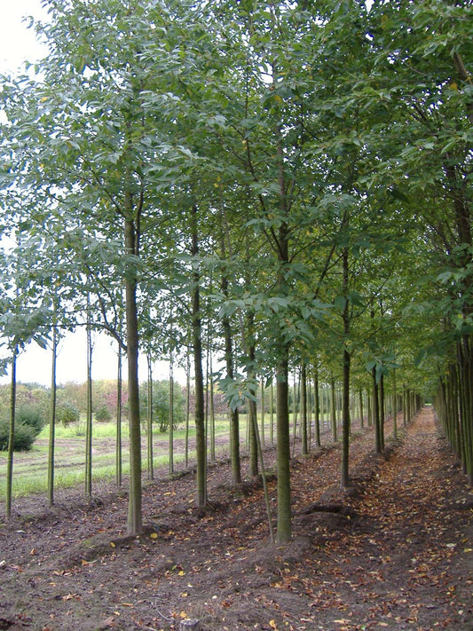 Prunus avium 'Plena' op stam op  stam