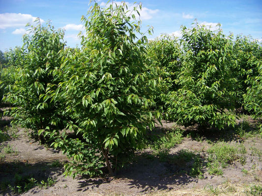 Prunus avium 'Plena' meerstammig / struik meerstammig