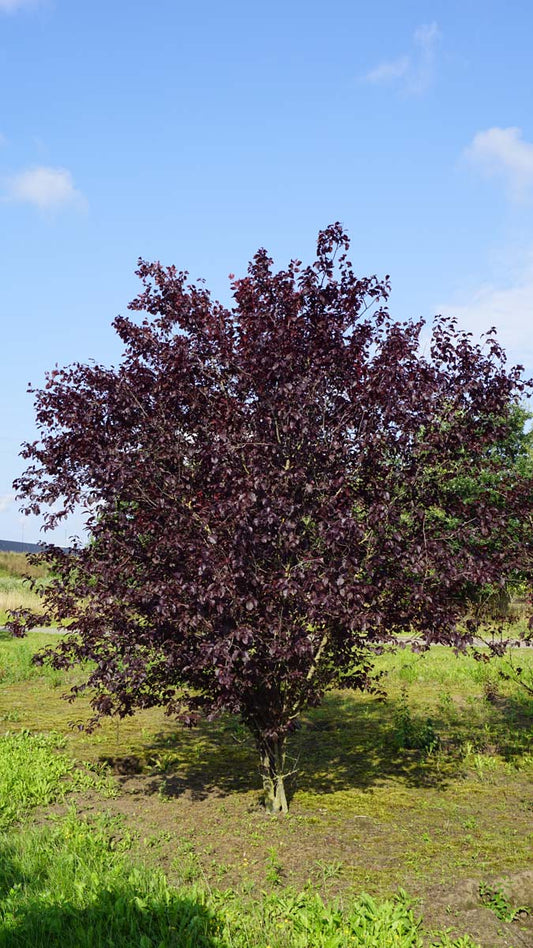 Prunus cerasifera 'Nigra' meerstammig / struik meerstammig