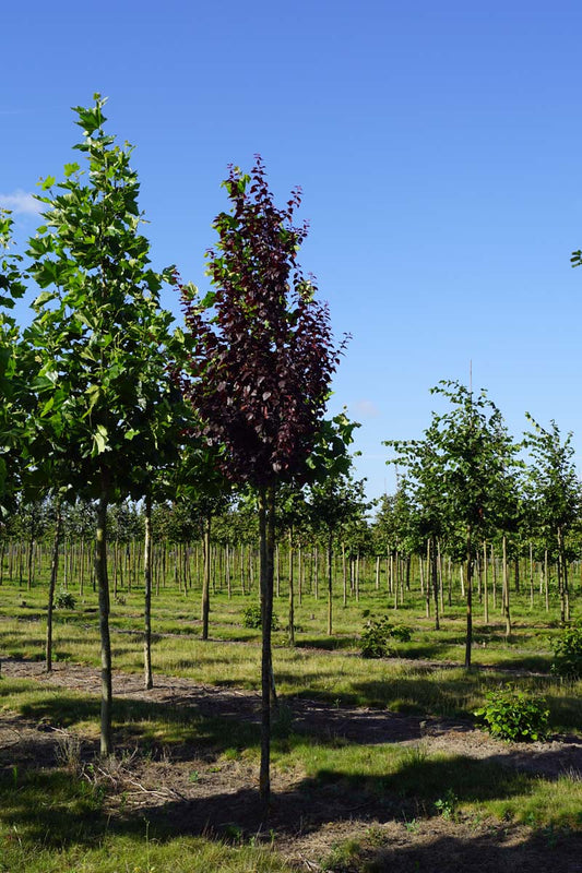 Prunus cerasifera 'Nigra' op stam op stam