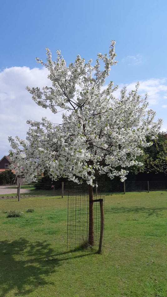 Prunus cerasus 'Kelleris 16' op stam