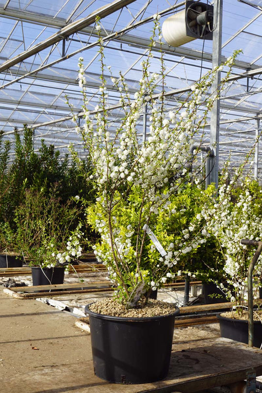 Prunus glandulosa 'Alba Plena' meerstammig / struik meerstammig