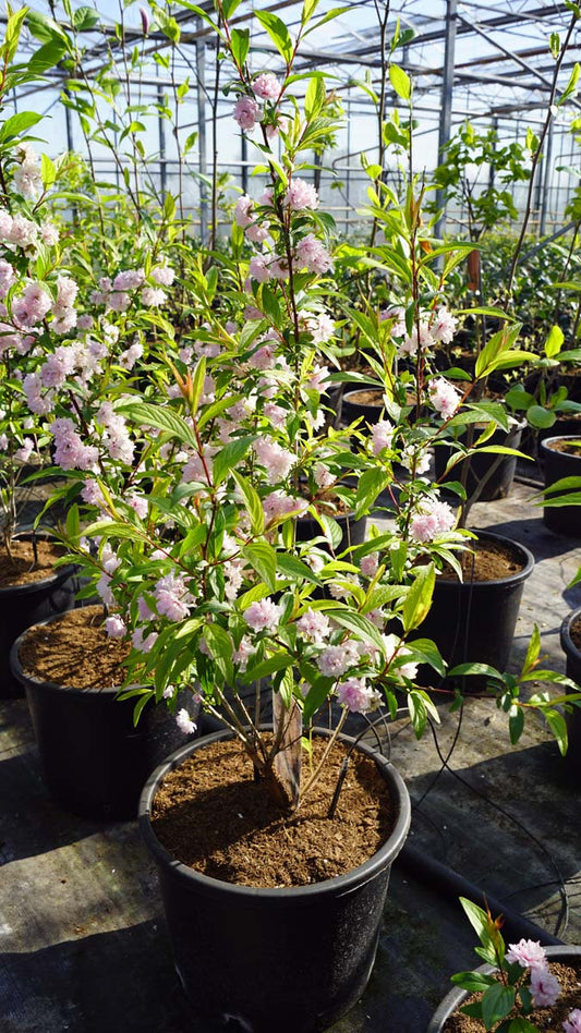 Prunus glandulosa 'Rosea Plena' meerstammig / struik meerstammig