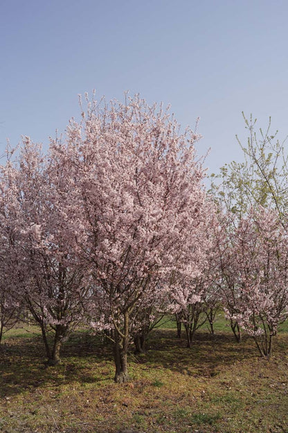 Prunus incisa 'Cunera' meerstammig / struik meerstammig