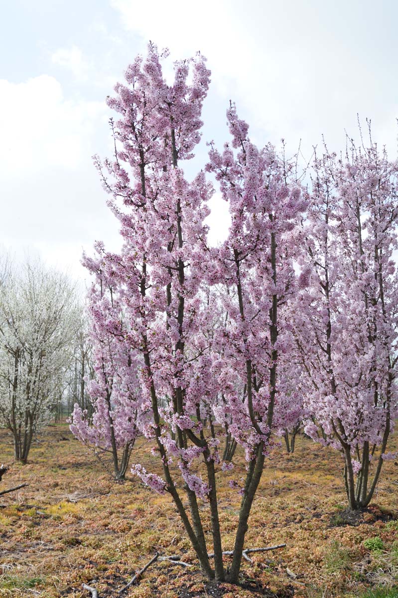 Prunus incisa 'Cunera' meerstammig / struik meerstammig