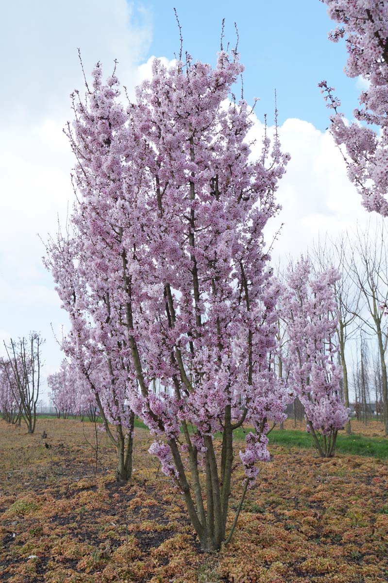 Prunus incisa 'Cunera' meerstammig / struik meerstammig