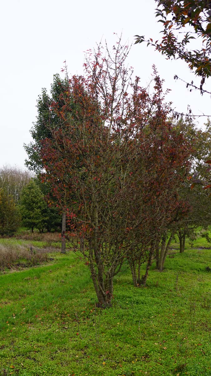 Prunus incisa 'Cunera' meerstammig / struik meerstammig