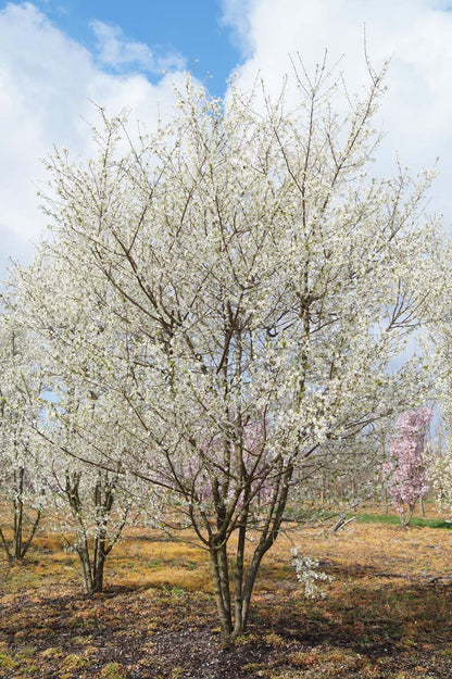 Prunus incisa 'Fujiyama' meerstammig / struik meerstammig