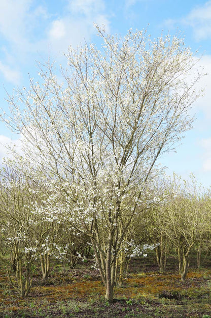 Prunus incisa 'Fujiyama' meerstammig / struik meerstammig