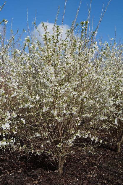 Prunus incisa 'Fujiyama' meerstammig / struik meerstammig