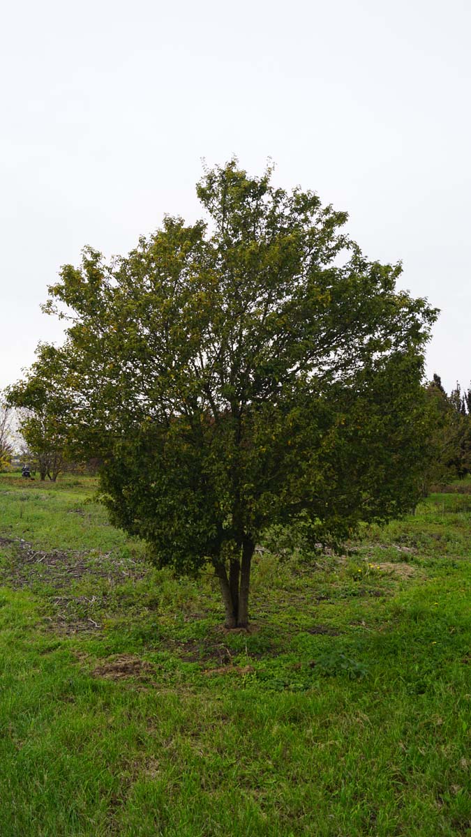 Prunus incisa 'Fujiyama' meerstammig / struik meerstammig