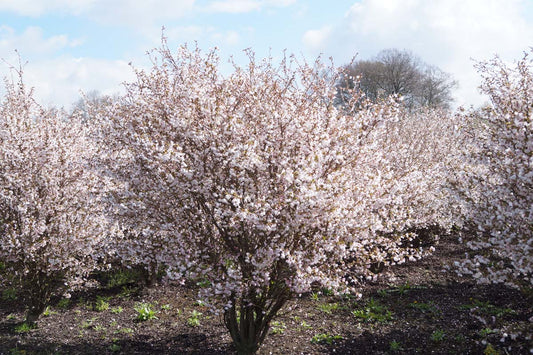 Prunus incisa 'Oshidori' meerstammig / struik meerstammig