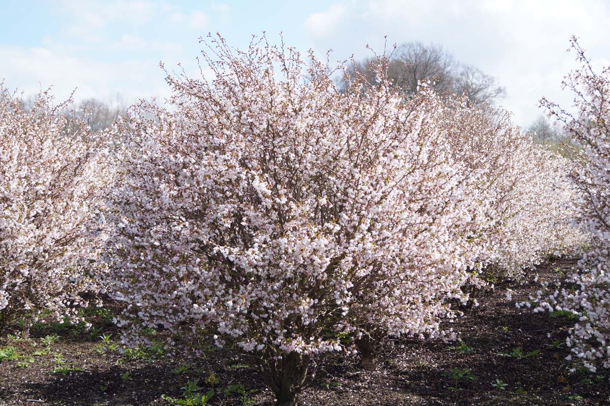 Prunus incisa 'Oshidori' meerstammig / struik meerstammig