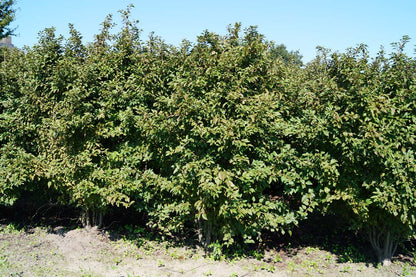 Prunus incisa 'Oshidori' meerstammig / struik meerstammig