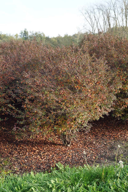 Prunus incisa 'Oshidori' meerstammig / struik meerstammig