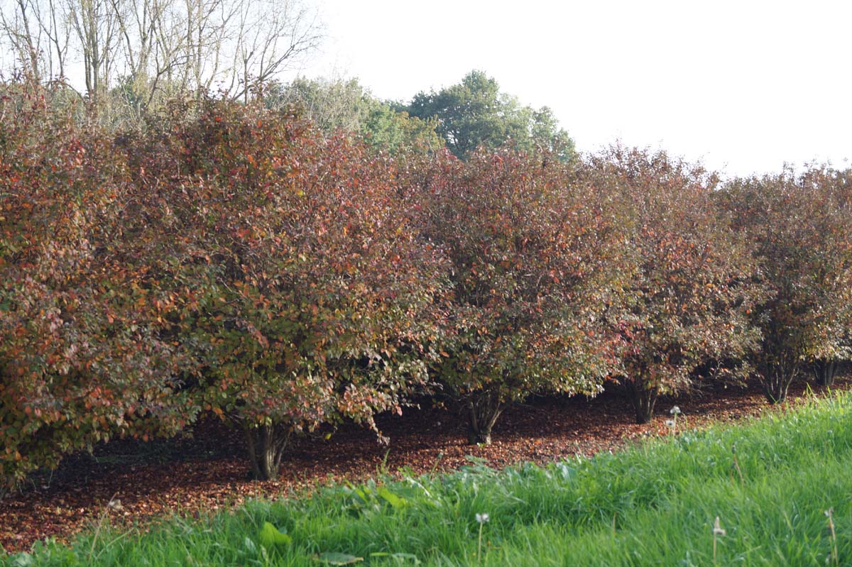 Prunus incisa 'Oshidori' meerstammig / struik meerstammig