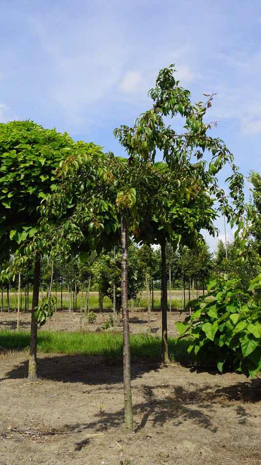 Prunus 'Kiku-shidare-zakura' op stam