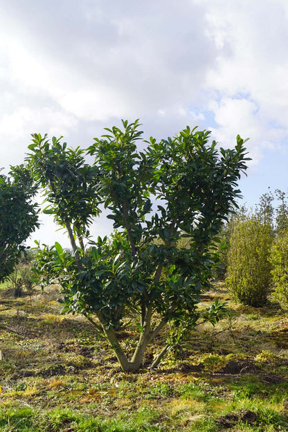 Prunus laurocerasus meerstammig / struik struik