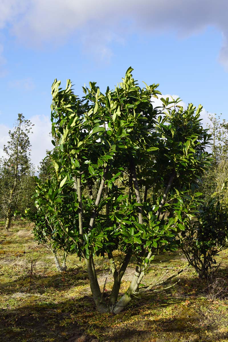 Prunus laurocerasus meerstammig / struik struik