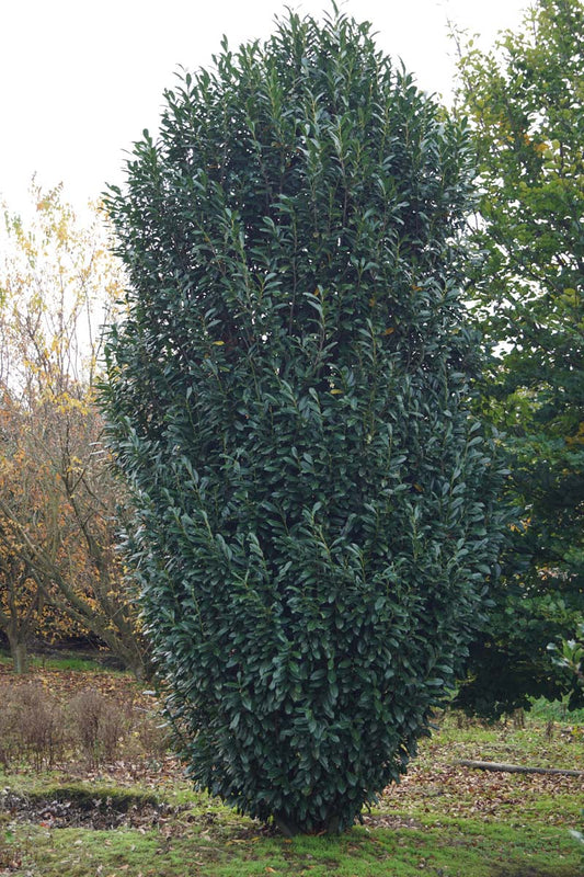 Prunus laurocerasus 'Herbergii' meerstammig / struik struik