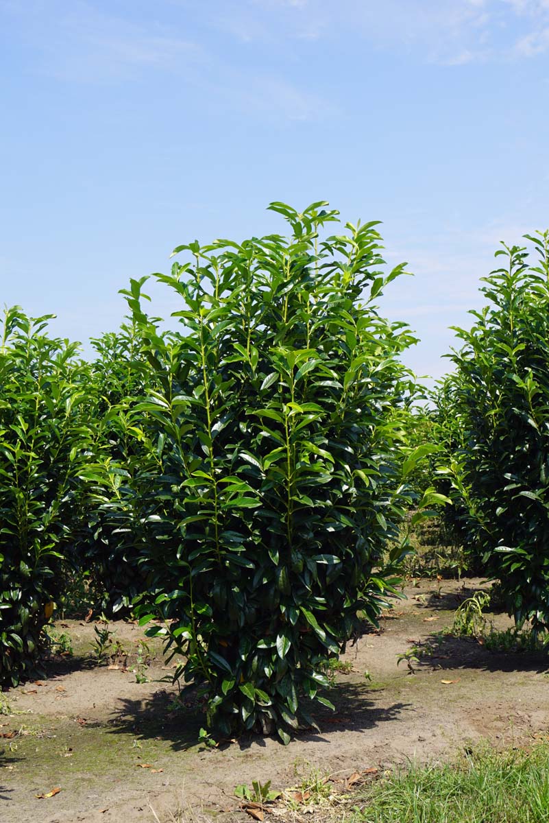 Prunus laurocerasus 'Mariblon' meerstammig / struik struik