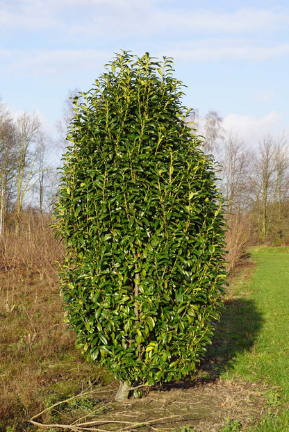 Prunus laurocerasus 'Mariblon' meerstammig / struik struik