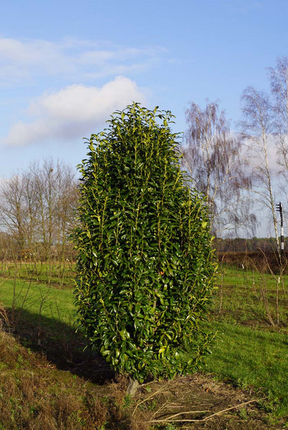 Prunus laurocerasus 'Mariblon' meerstammig / struik struik